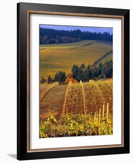 Knutsen Vineyard in the Red Hills of the Willamette Valley, Oregon, USA-Janis Miglavs-Framed Photographic Print