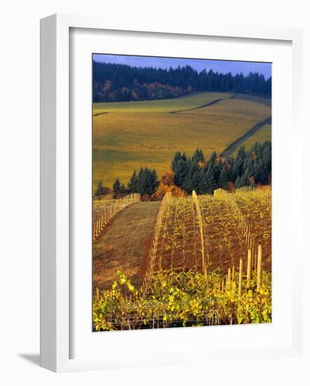 Knutsen Vineyard in the Red Hills of the Willamette Valley, Oregon, USA-Janis Miglavs-Framed Photographic Print