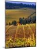 Knutsen Vineyard in the Red Hills of the Willamette Valley, Oregon, USA-Janis Miglavs-Mounted Photographic Print