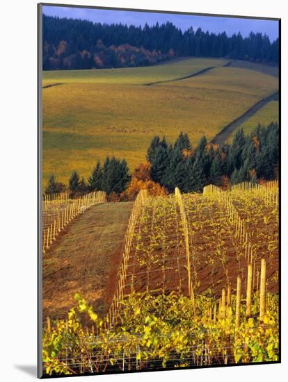 Knutsen Vineyard in the Red Hills of the Willamette Valley, Oregon, USA-Janis Miglavs-Mounted Photographic Print