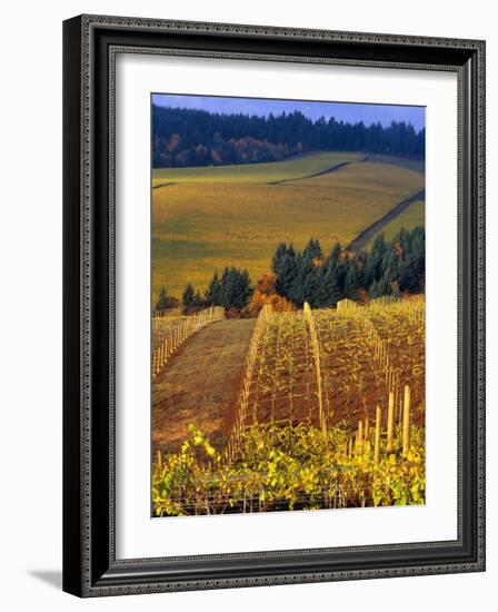 Knutsen Vineyard in the Red Hills of the Willamette Valley, Oregon, USA-Janis Miglavs-Framed Photographic Print