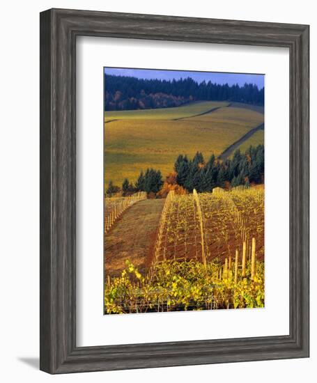 Knutsen Vineyard in the Red Hills of the Willamette Valley, Oregon, USA-Janis Miglavs-Framed Photographic Print