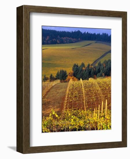 Knutsen Vineyard in the Red Hills of the Willamette Valley, Oregon, USA-Janis Miglavs-Framed Photographic Print