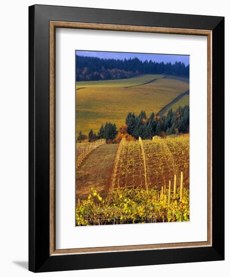 Knutsen Vineyard in the Red Hills of the Willamette Valley, Oregon, USA-Janis Miglavs-Framed Photographic Print