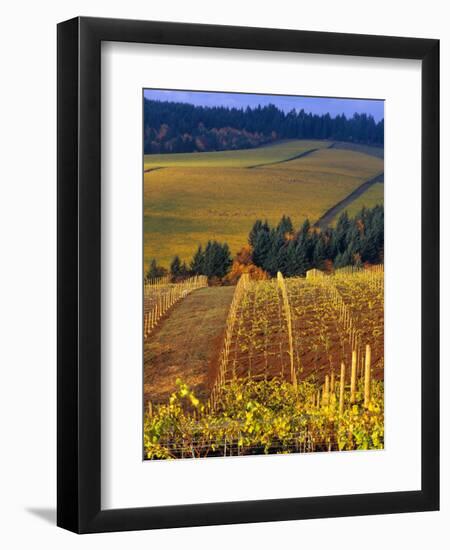 Knutsen Vineyard in the Red Hills of the Willamette Valley, Oregon, USA-Janis Miglavs-Framed Photographic Print