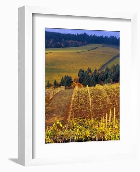 Knutsen Vineyard in the Red Hills of the Willamette Valley, Oregon, USA-Janis Miglavs-Framed Photographic Print