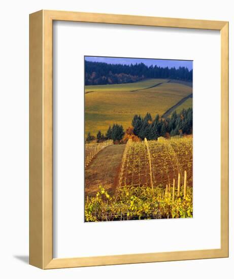 Knutsen Vineyard in the Red Hills of the Willamette Valley, Oregon, USA-Janis Miglavs-Framed Photographic Print