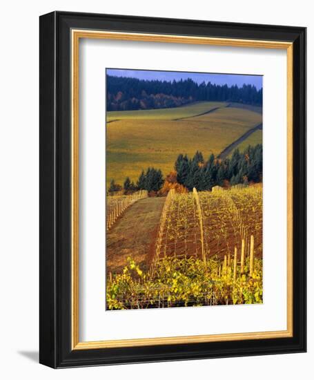 Knutsen Vineyard in the Red Hills of the Willamette Valley, Oregon, USA-Janis Miglavs-Framed Photographic Print