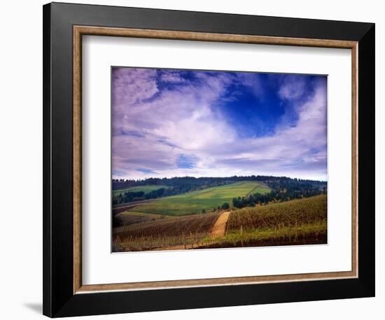 Knutsen Vineyard in the Red Hills of the Willamette Valley, Oregon, USA-Janis Miglavs-Framed Photographic Print