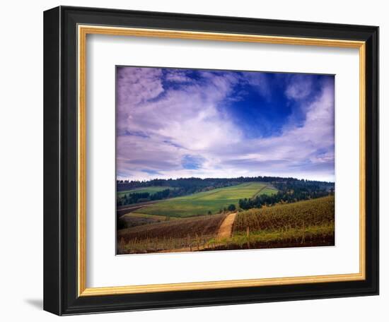 Knutsen Vineyard in the Red Hills of the Willamette Valley, Oregon, USA-Janis Miglavs-Framed Photographic Print