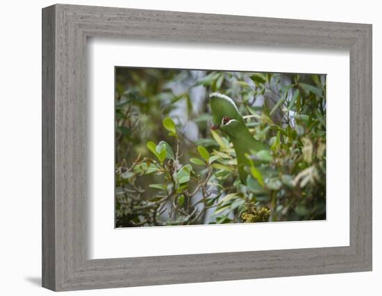 Knysna Turaco (Tauraco Corythaix) in Tree, Kariega Game Reserve, Eastern Cape, South Africa-Neil Aldridge-Framed Photographic Print