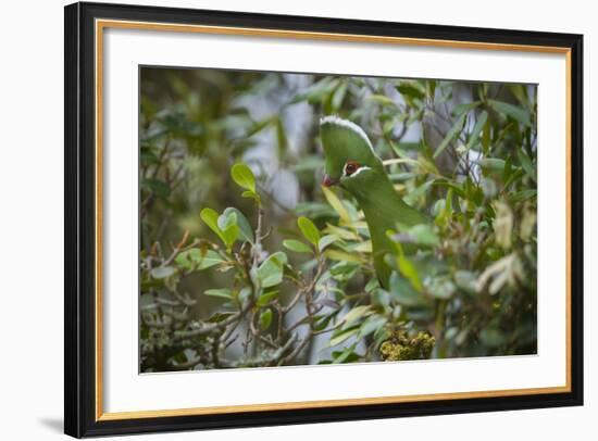 Knysna Turaco (Tauraco Corythaix) in Tree, Kariega Game Reserve, Eastern Cape, South Africa-Neil Aldridge-Framed Photographic Print