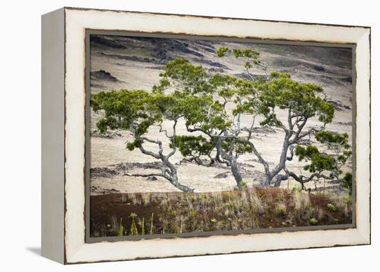Koa Trees are Set Against Mauna Kea on the Big Island of Hawaii-Jay Goodrich-Framed Premier Image Canvas