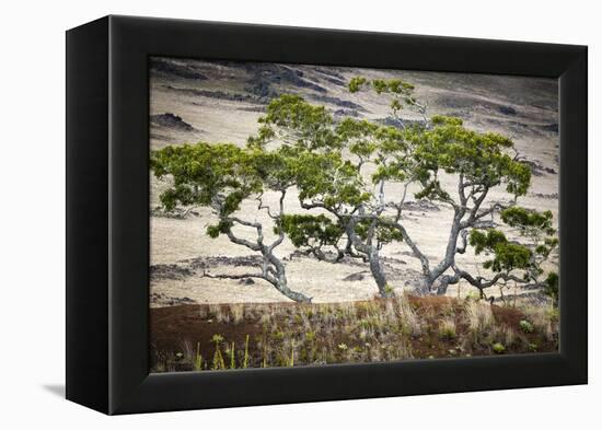 Koa Trees are Set Against Mauna Kea on the Big Island of Hawaii-Jay Goodrich-Framed Premier Image Canvas