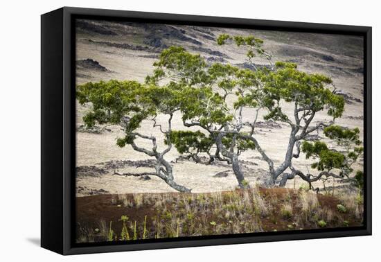 Koa Trees are Set Against Mauna Kea on the Big Island of Hawaii-Jay Goodrich-Framed Premier Image Canvas