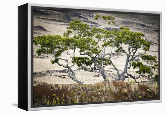 Koa Trees are Set Against Mauna Kea on the Big Island of Hawaii-Jay Goodrich-Framed Premier Image Canvas