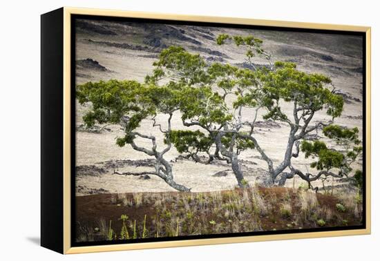 Koa Trees are Set Against Mauna Kea on the Big Island of Hawaii-Jay Goodrich-Framed Premier Image Canvas