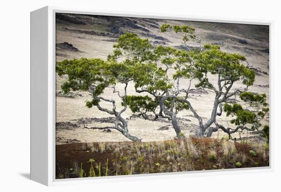 Koa Trees are Set Against Mauna Kea on the Big Island of Hawaii-Jay Goodrich-Framed Premier Image Canvas