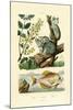 Koala, 1833-39-null-Mounted Giclee Print