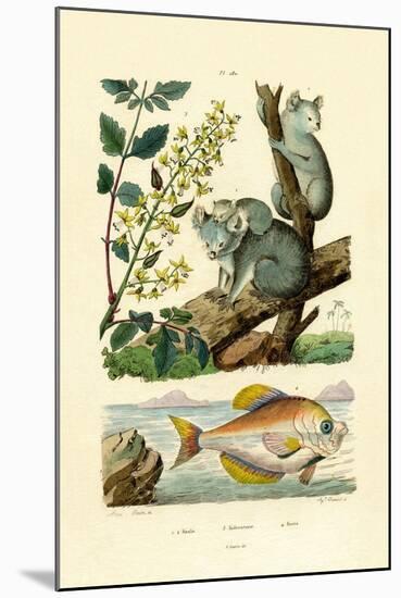 Koala, 1833-39-null-Mounted Giclee Print