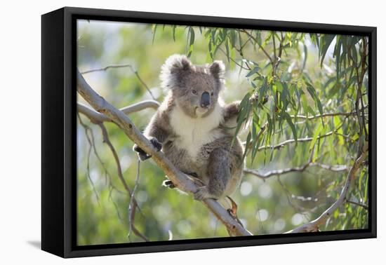 Koala Adult Sitting High Up in the Trees-null-Framed Premier Image Canvas