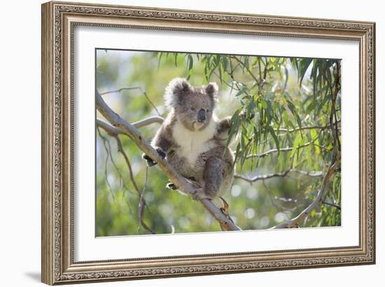 Koala Adult Sitting High Up in the Trees-null-Framed Photographic Print