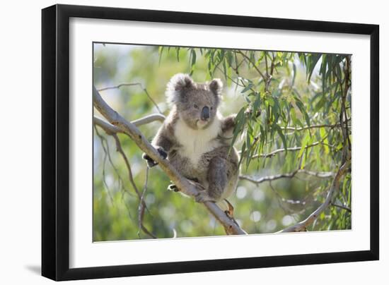 Koala Adult Sitting High Up in the Trees-null-Framed Photographic Print