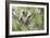 Koala Adult Sitting High Up in the Trees-null-Framed Photographic Print