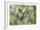 Koala Adult Sitting High Up in the Trees-null-Framed Photographic Print