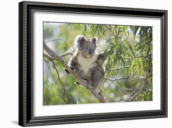 Koala Adult Sitting High Up in the Trees-null-Framed Photographic Print