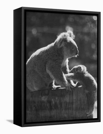 Koala and Her Cub-null-Framed Premier Image Canvas
