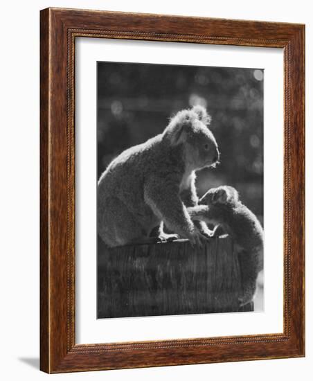 Koala and Her Cub-null-Framed Photographic Print