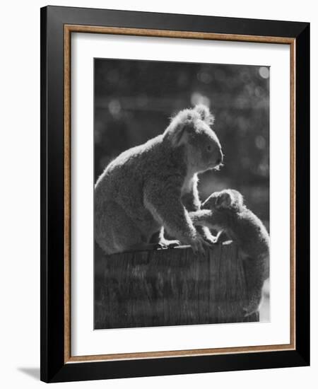 Koala and Her Cub-null-Framed Photographic Print