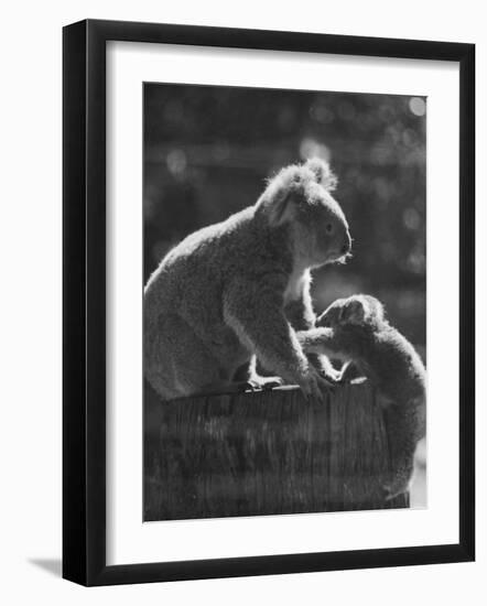 Koala and Her Cub-null-Framed Photographic Print