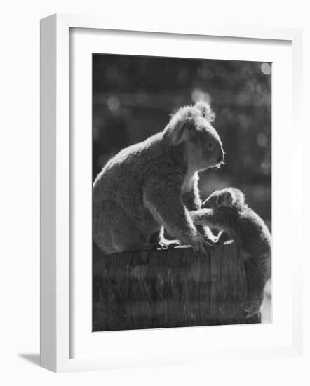 Koala and Her Cub-null-Framed Photographic Print