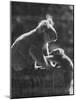Koala and Her Cub-null-Mounted Photographic Print