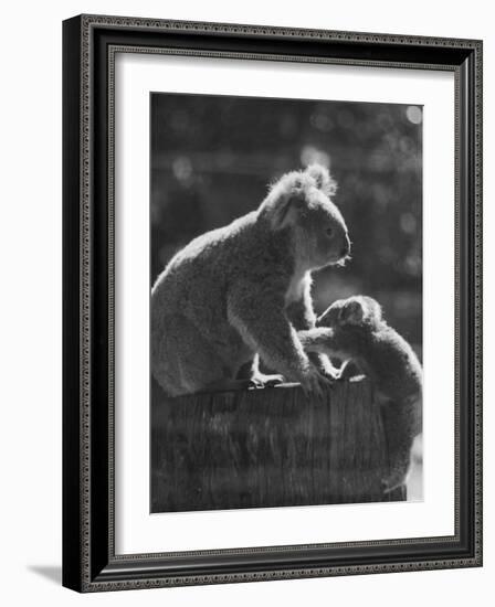 Koala and Her Cub-null-Framed Photographic Print