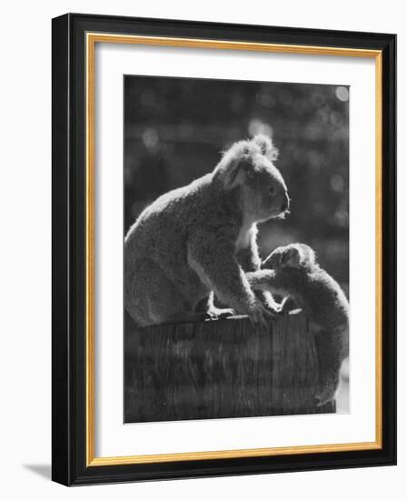 Koala and Her Cub-null-Framed Photographic Print