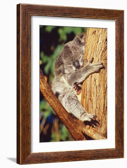 Koala Asleep in Tree-null-Framed Photographic Print