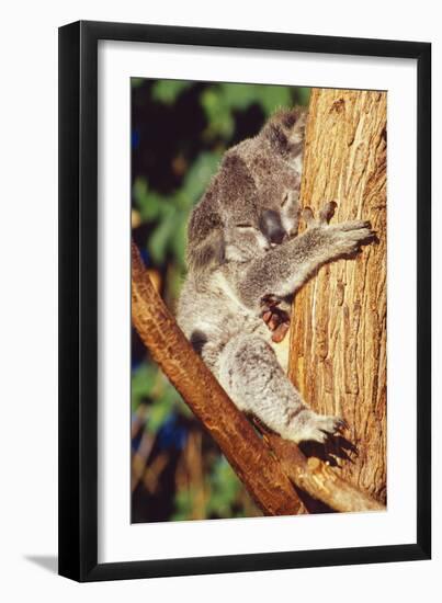 Koala Asleep in Tree-null-Framed Photographic Print