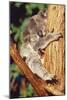 Koala Asleep in Tree-null-Mounted Photographic Print