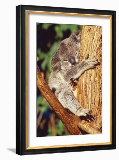 Koala Asleep in Tree-null-Framed Photographic Print