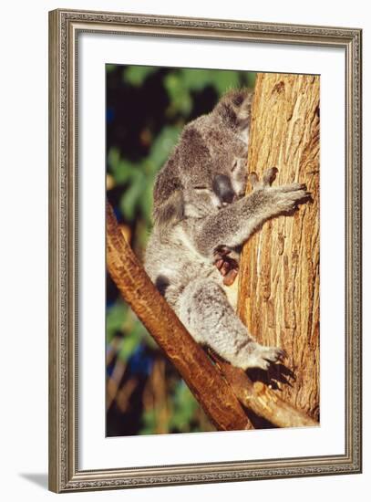 Koala Asleep in Tree-null-Framed Photographic Print