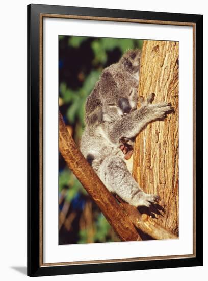 Koala Asleep in Tree-null-Framed Photographic Print