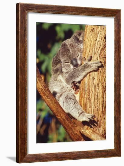 Koala Asleep in Tree-null-Framed Photographic Print