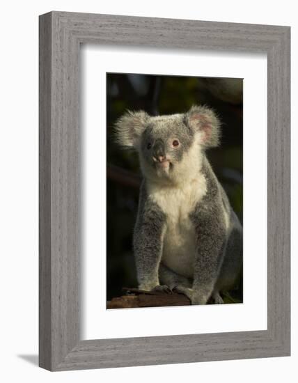 Koala, Australia (Phascolarctos cinereus)-David Wall-Framed Photographic Print