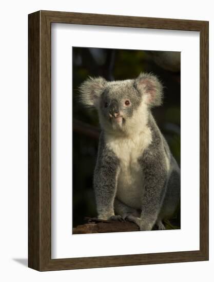 Koala, Australia (Phascolarctos cinereus)-David Wall-Framed Photographic Print