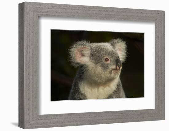 Koala, Australia (Phascolarctos cinereus)-David Wall-Framed Photographic Print