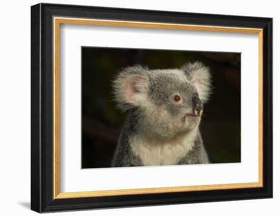 Koala, Australia (Phascolarctos cinereus)-David Wall-Framed Photographic Print