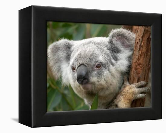 Koala, Australia-David Wall-Framed Premier Image Canvas